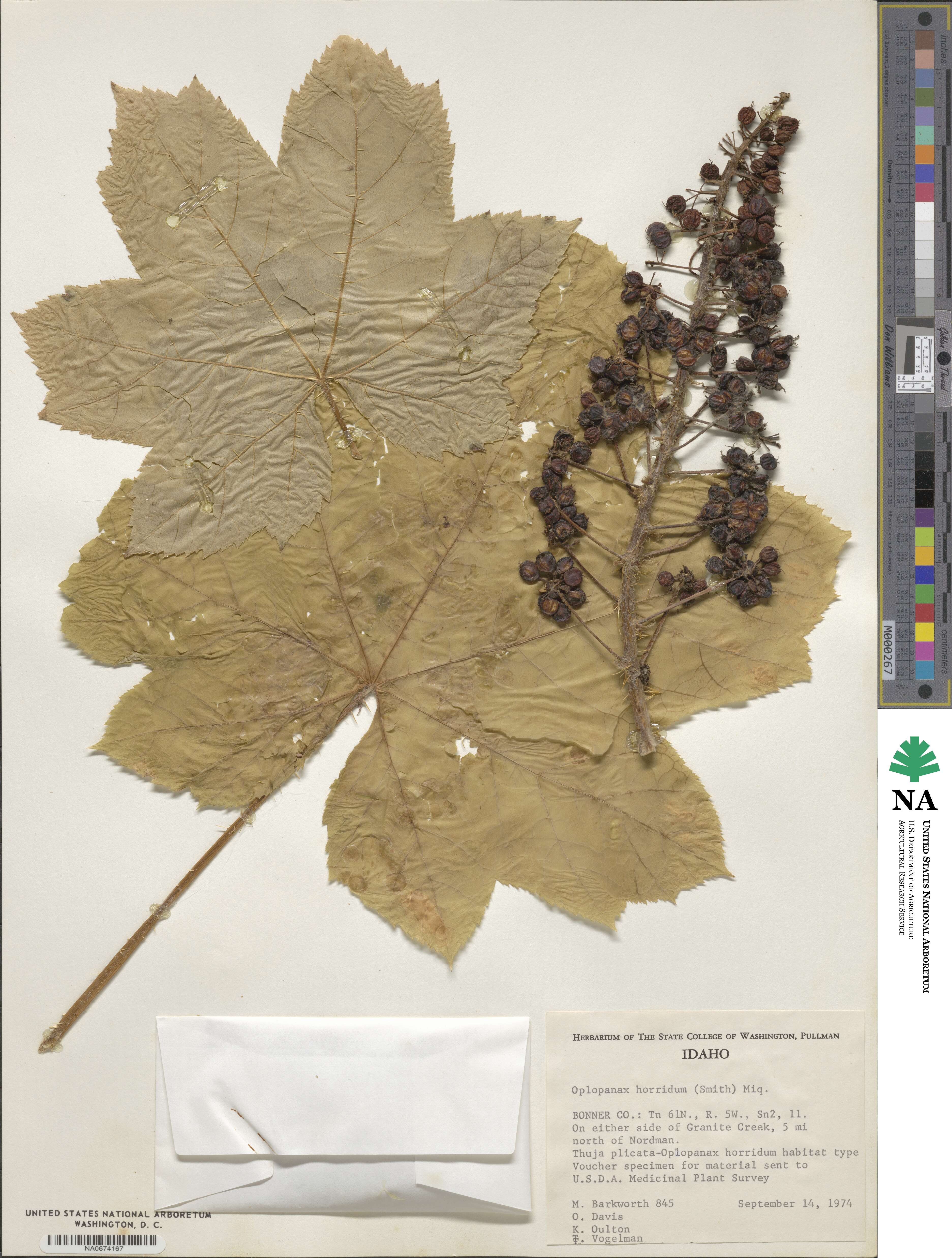 Oplopanax horridus image