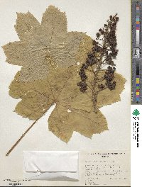 Oplopanax horridus image