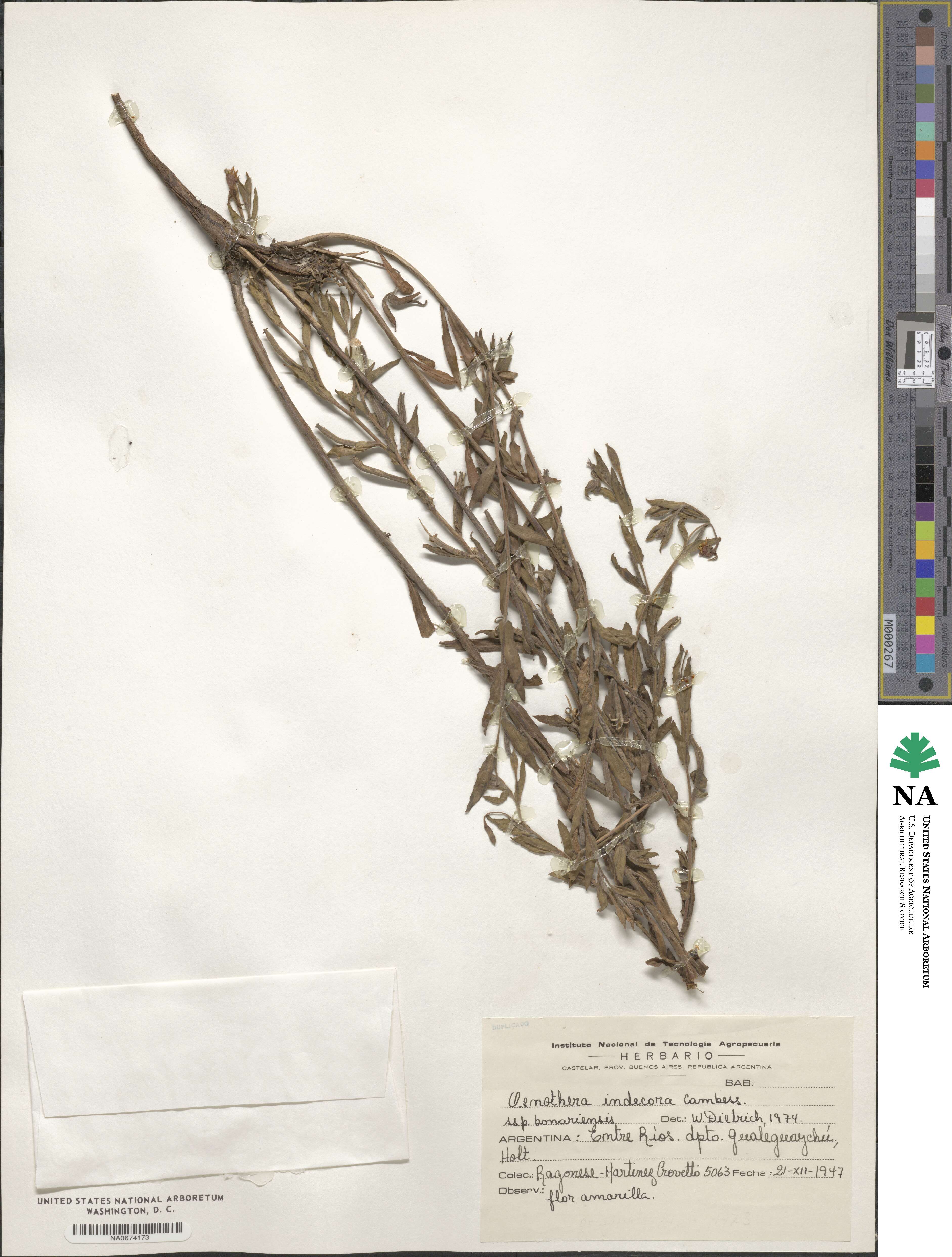 Oenothera indecora image