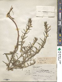 Oenothera indecora image