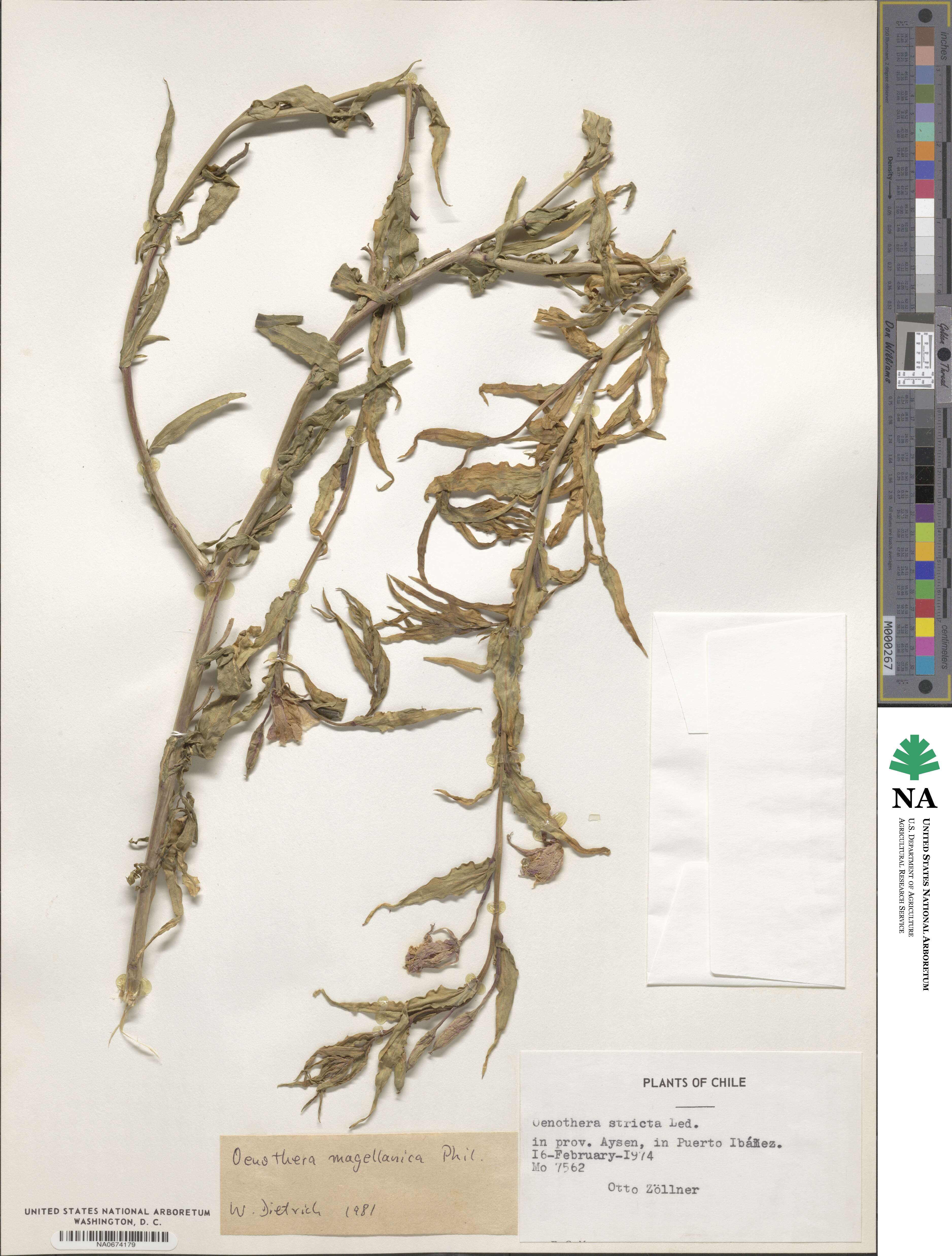 Oenothera magellanica image