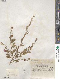 Oenothera rosea image