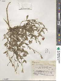 Oenothera rosea image