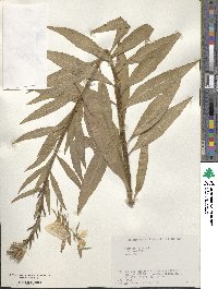 Oenothera biennis image