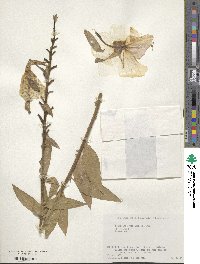 Oenothera glazioviana image