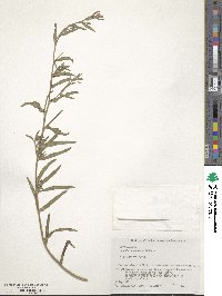 Oenothera indecora image