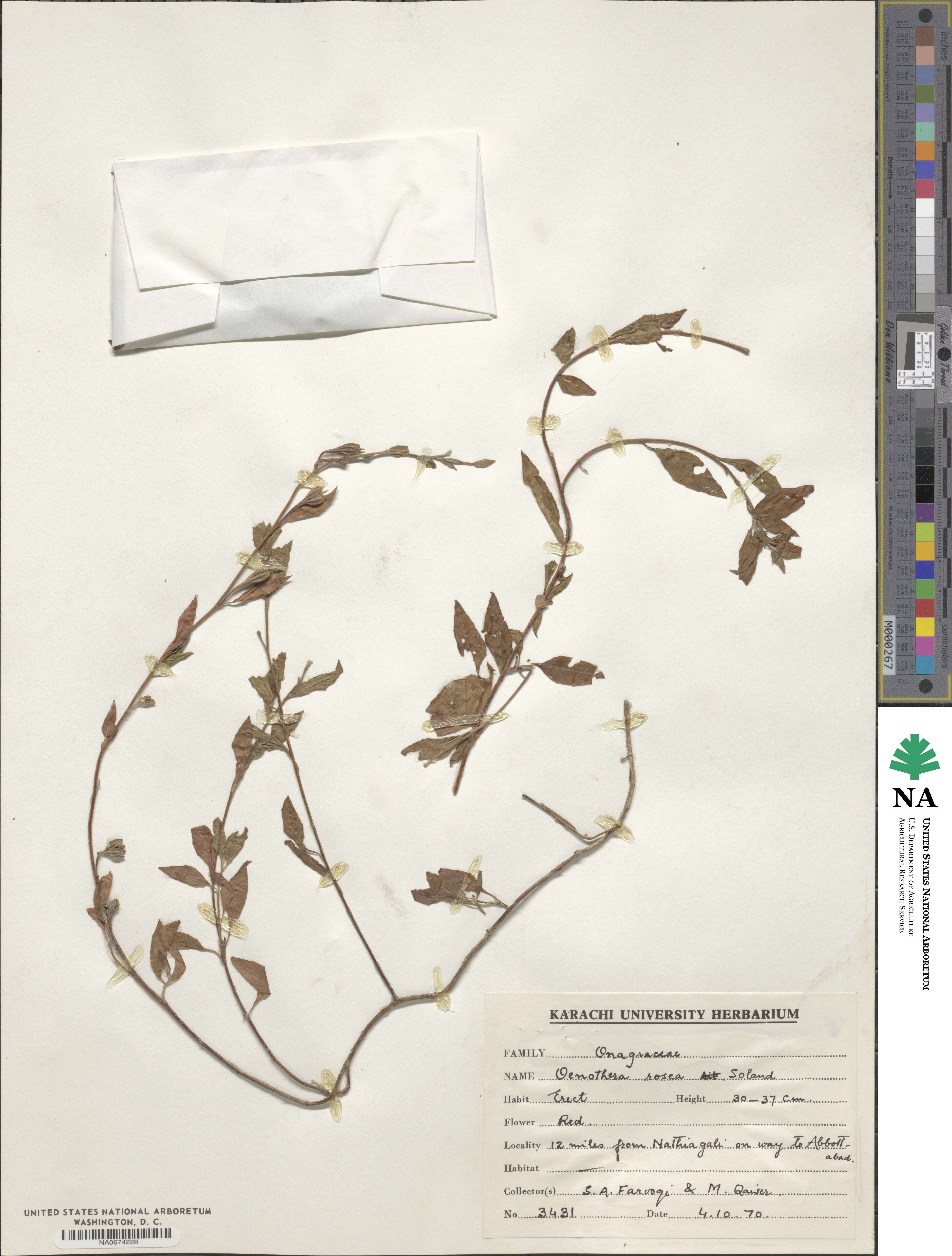Oenothera rosea image