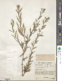 Oenothera indecora image