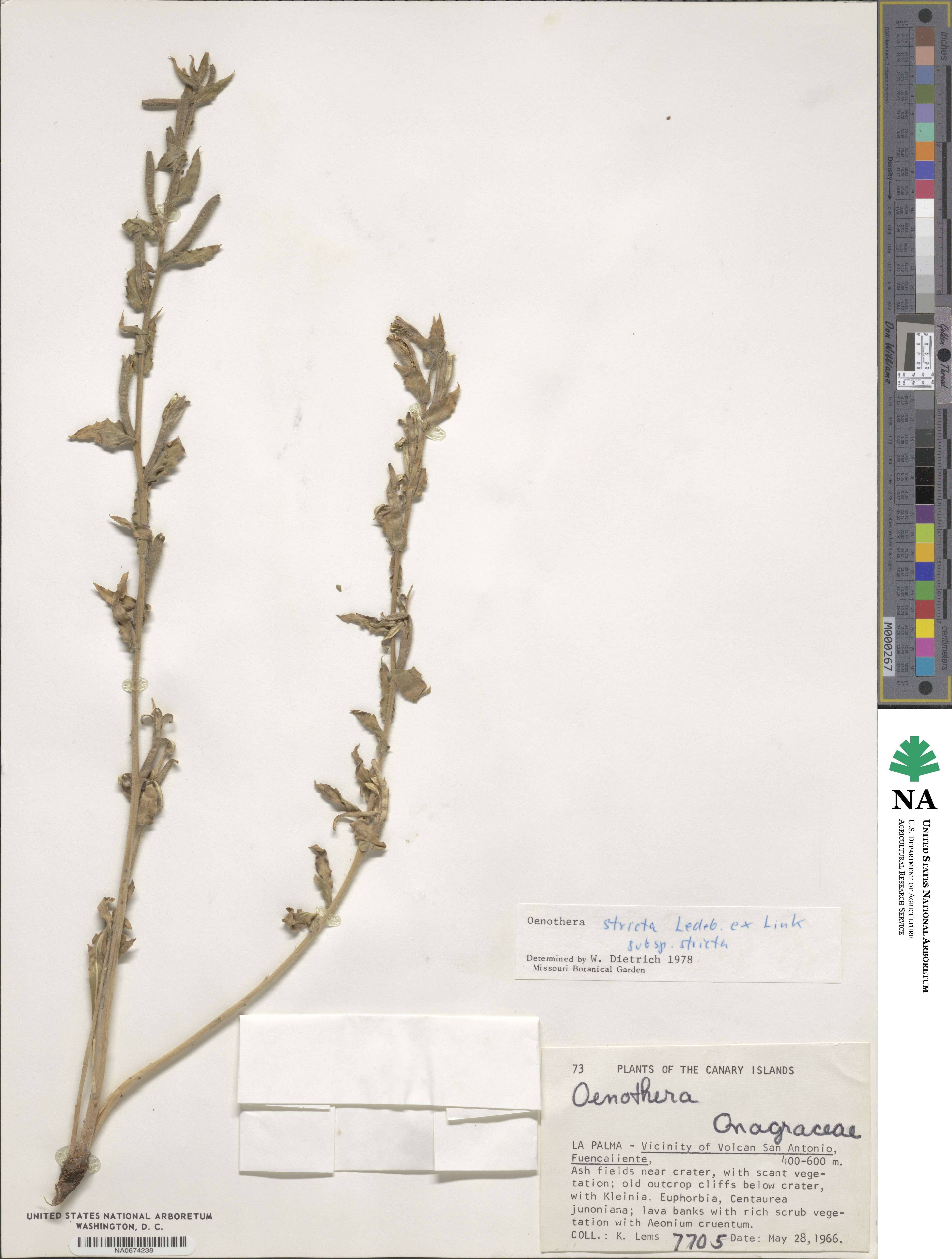 Oenothera stricta image