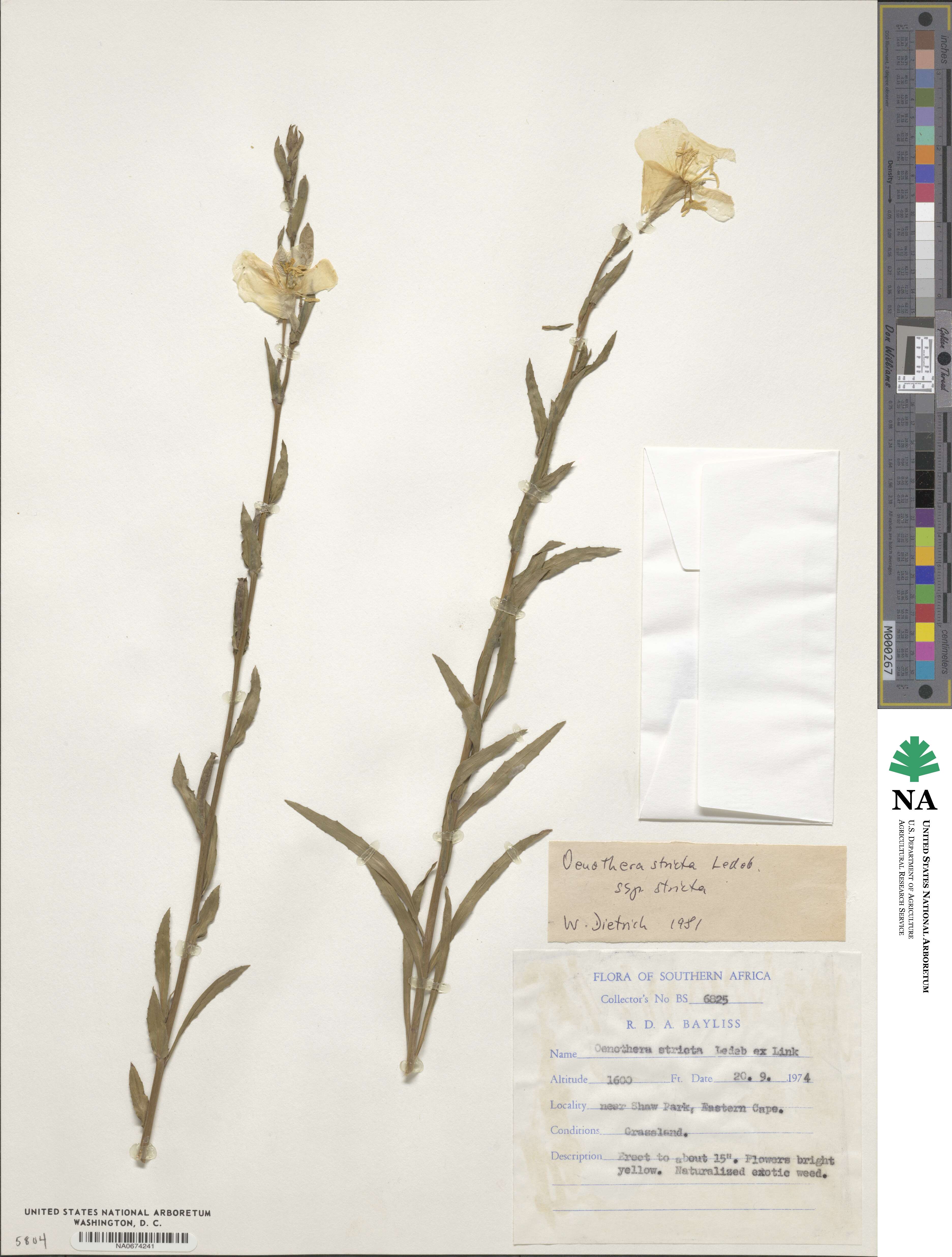 Oenothera stricta image