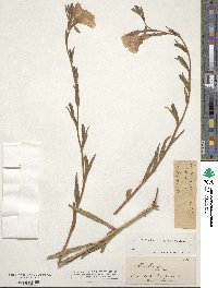 Oenothera stricta image
