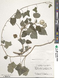 Hedera helix image