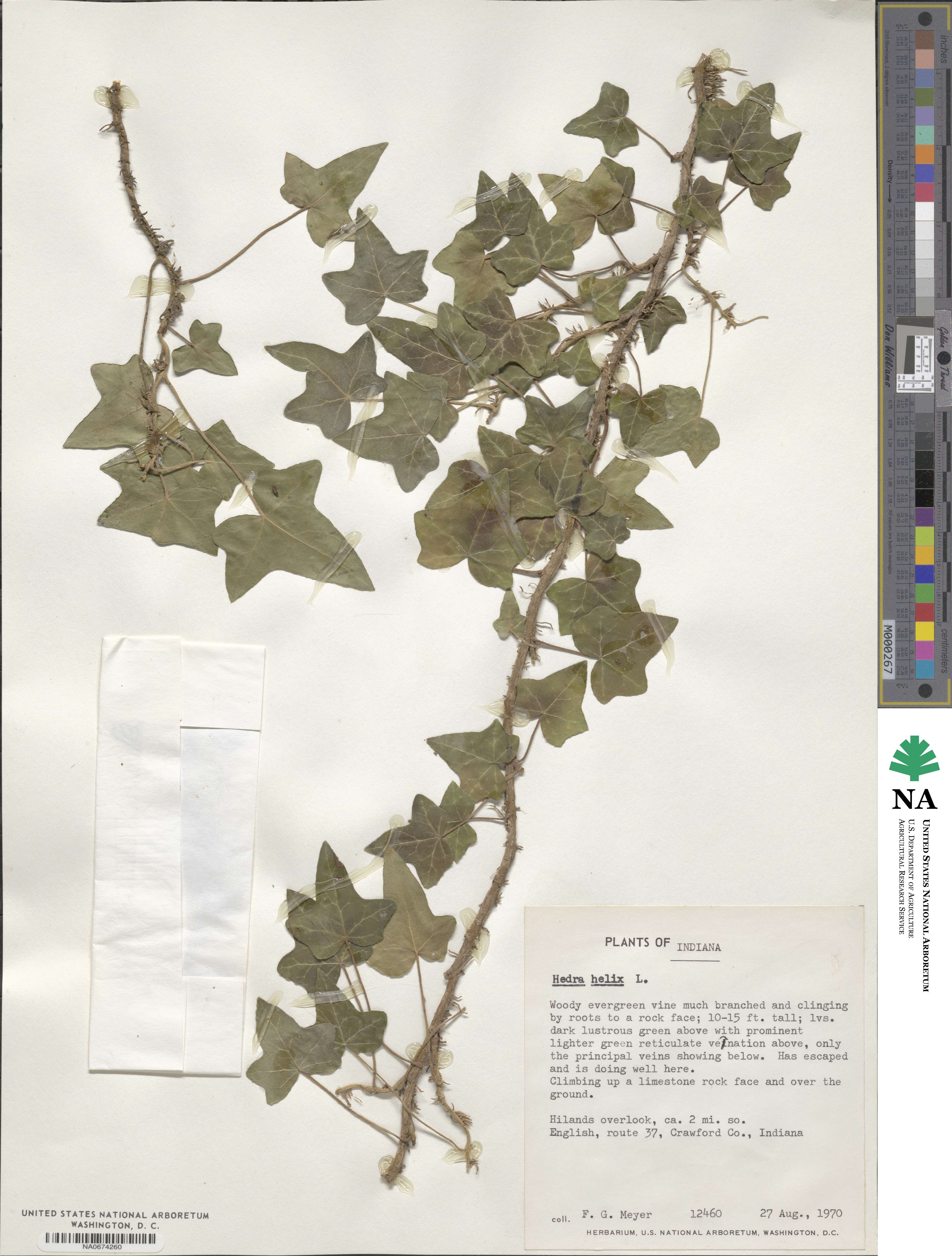Hedera image