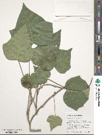 Hedera hibernica image