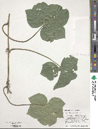 Hedera hibernica image