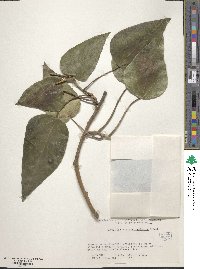 Hedera colchica image