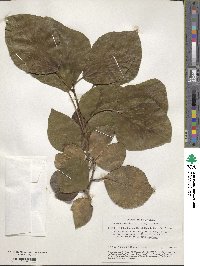 Hedera colchica image