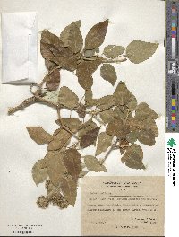 Hedera helix image