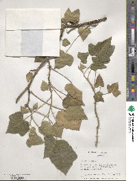 Hedera helix image