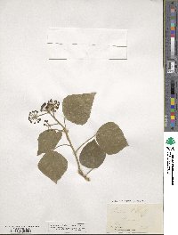 Hedera helix image