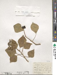 Hedera helix image