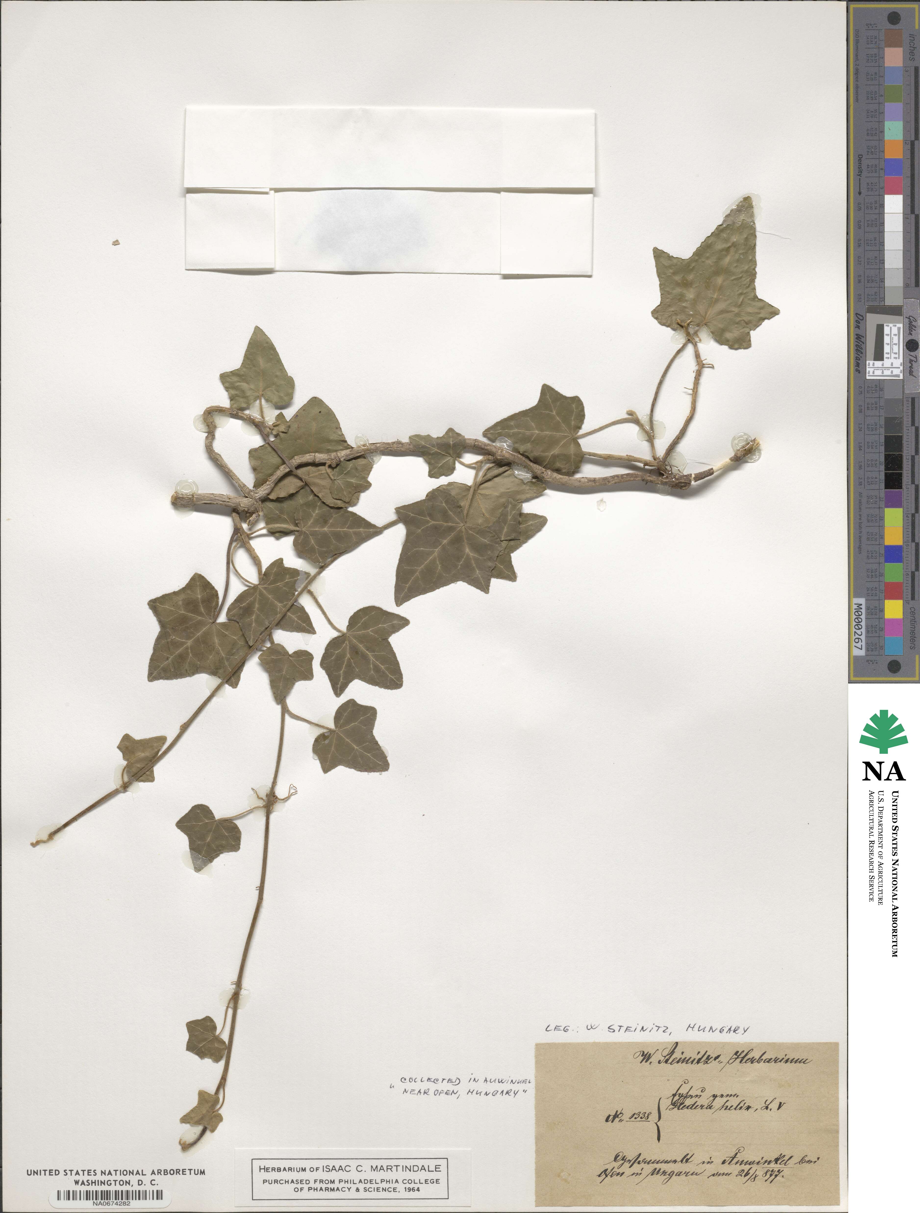 Hedera helix image