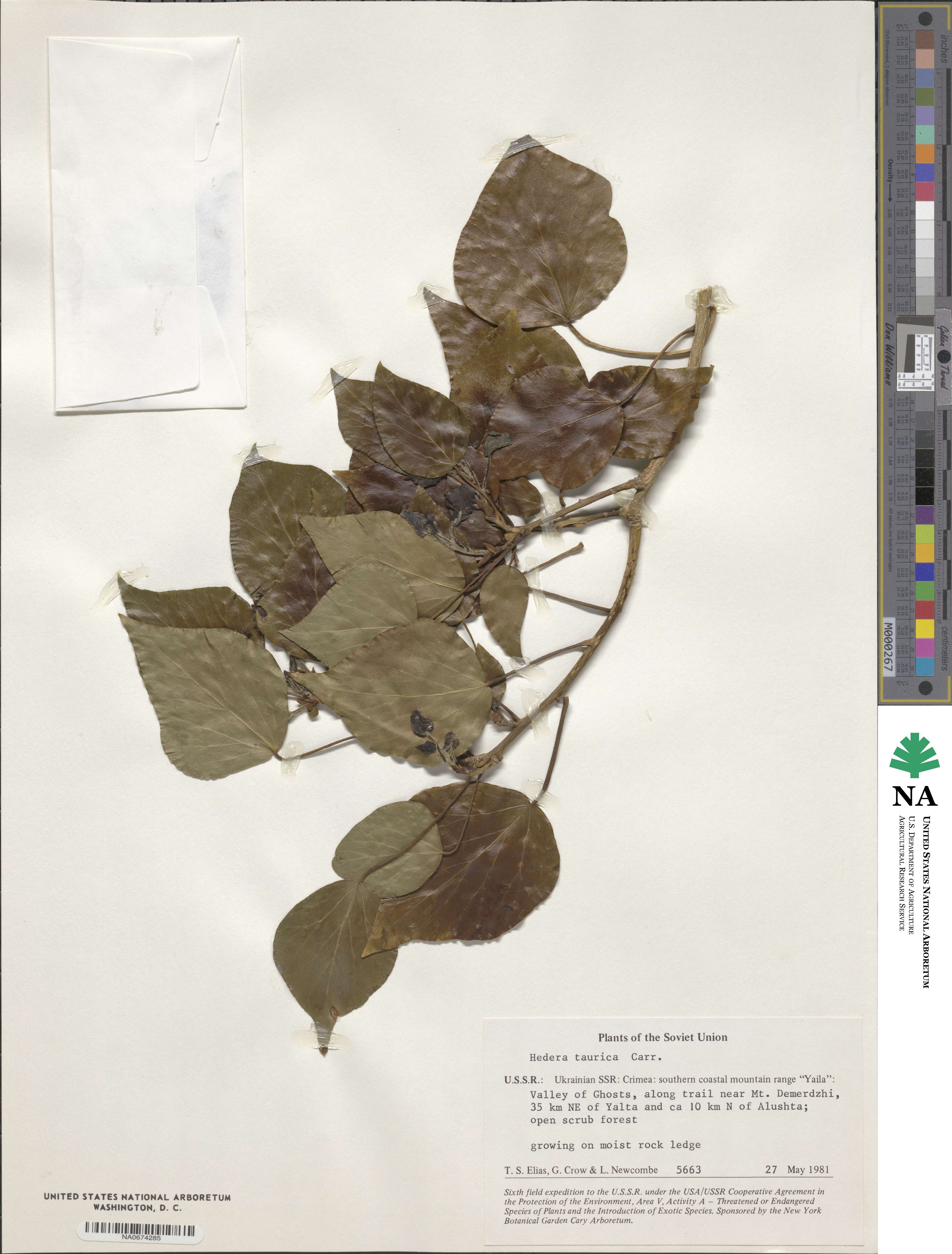 Hedera taurica image