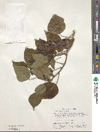 Image of Hedera taurica