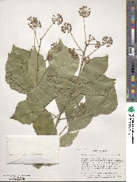 Hedera canariensis image