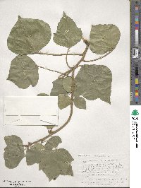 Hedera canariensis image