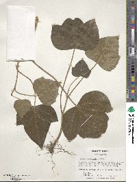 Hedera canariensis image