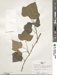 Hedera canariensis image