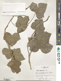 Hedera canariensis image