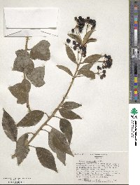 Hedera canariensis image