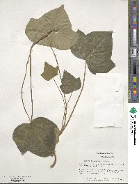 Hedera canariensis image