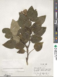 Hedera canariensis image