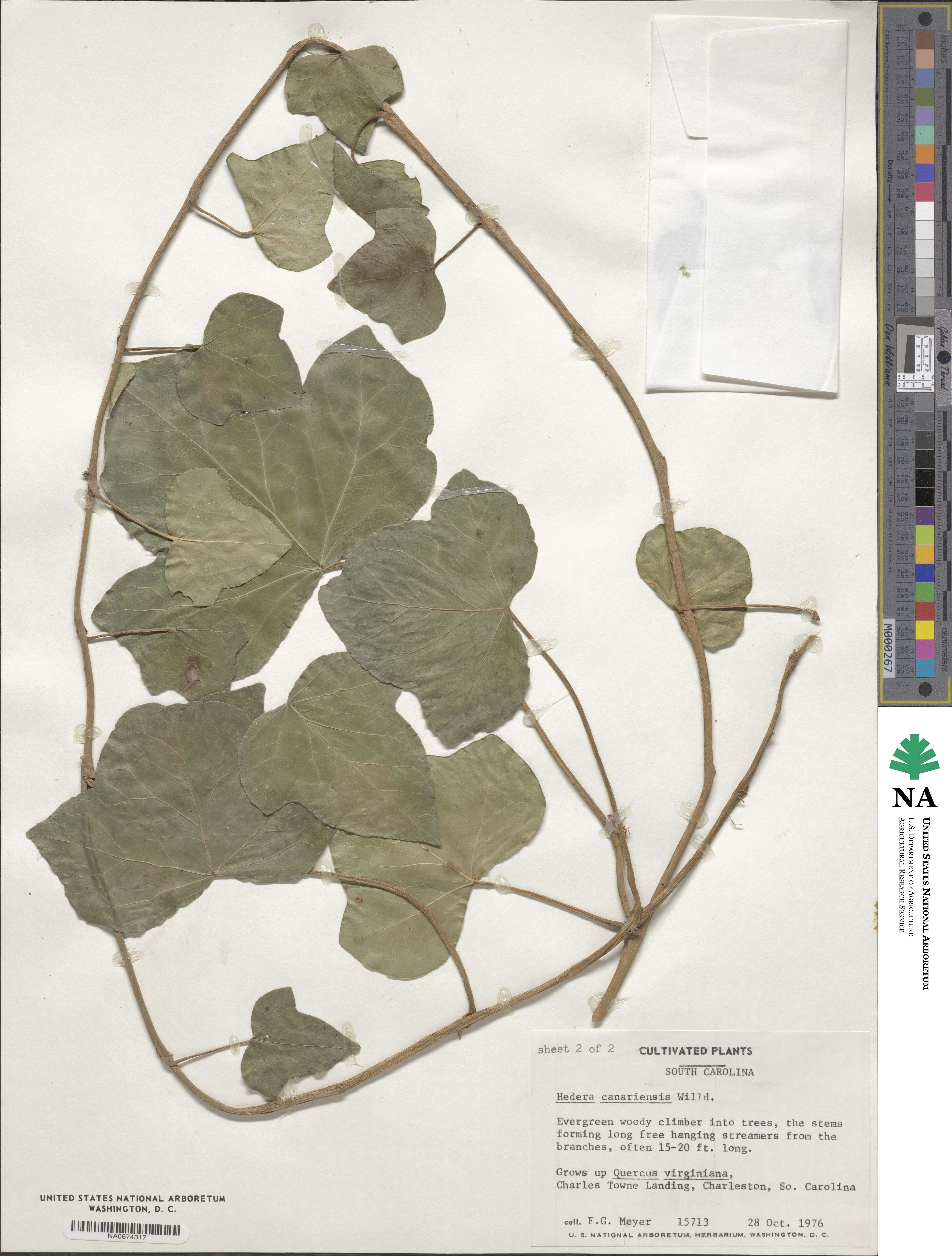 Hedera canariensis image