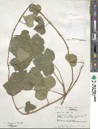 Hedera canariensis image