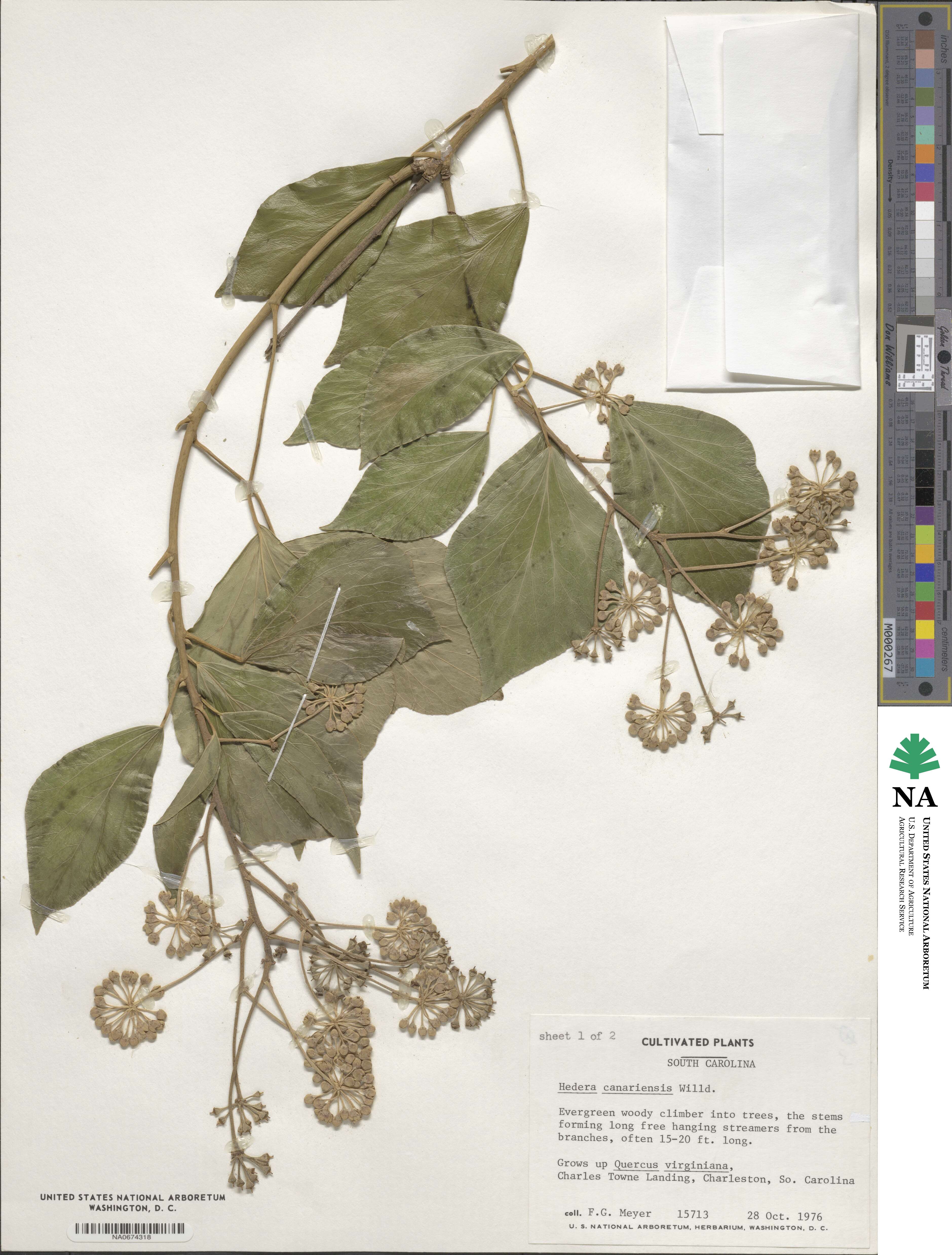 Hedera canariensis image