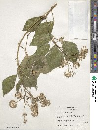 Hedera canariensis image