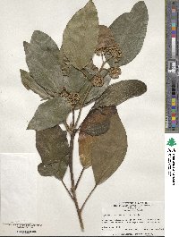 Hedera colchica image