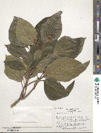 Hedera colchica image