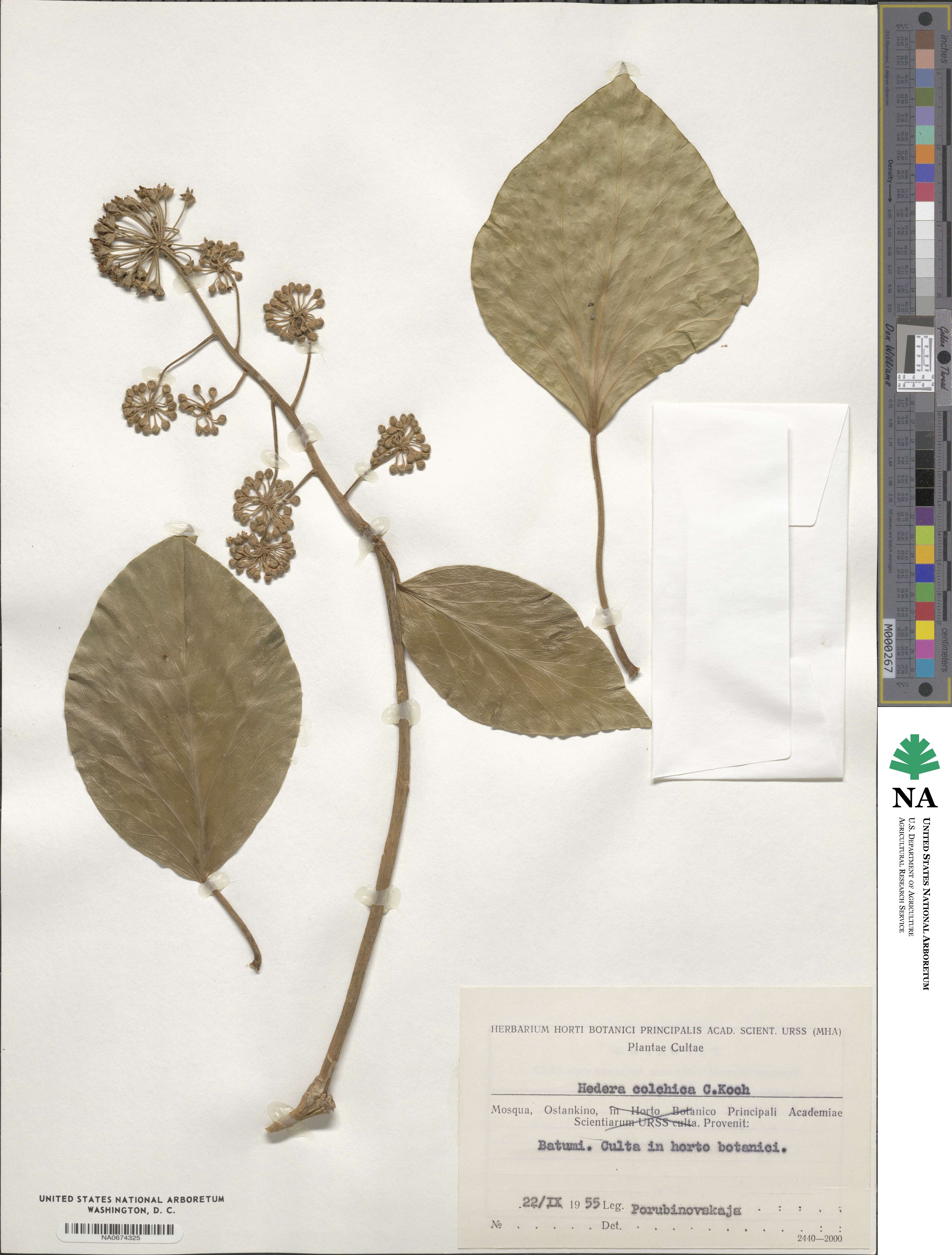 Hedera colchica image