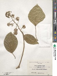 Hedera colchica image