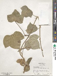 Hedera colchica image