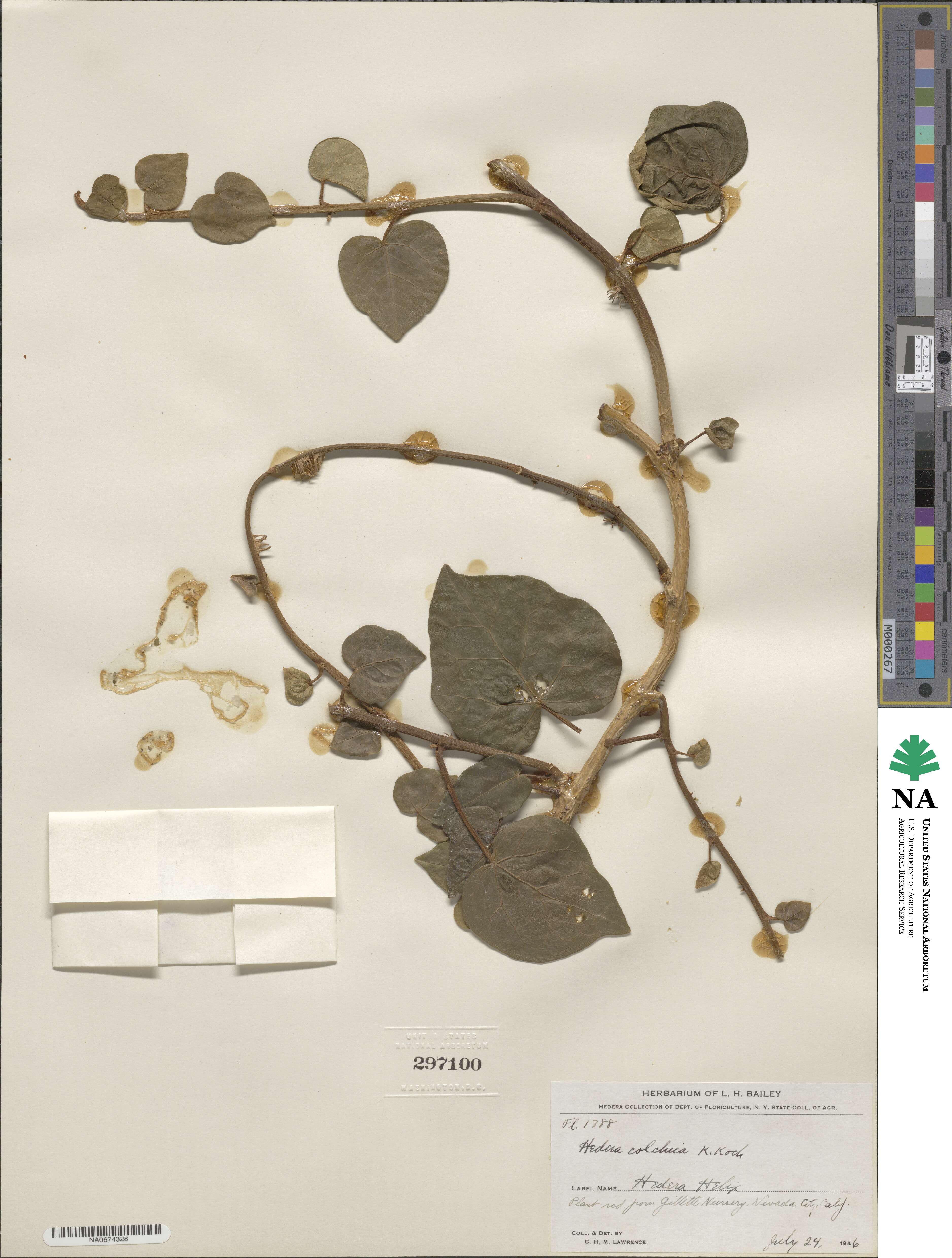 Hedera colchica image