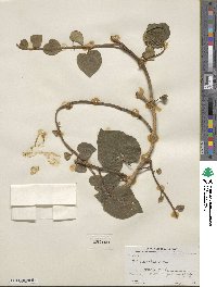 Hedera colchica image