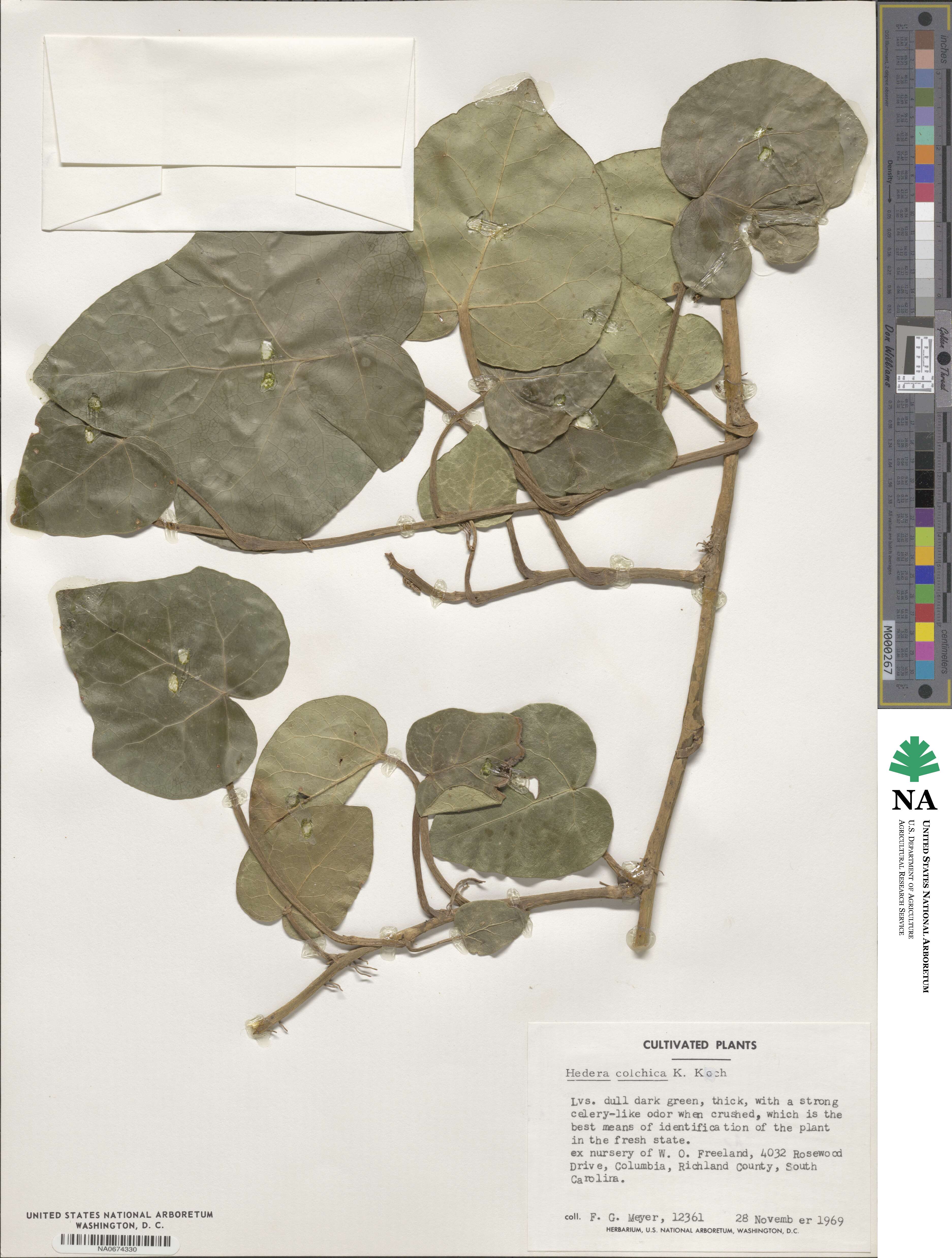 Hedera colchica image