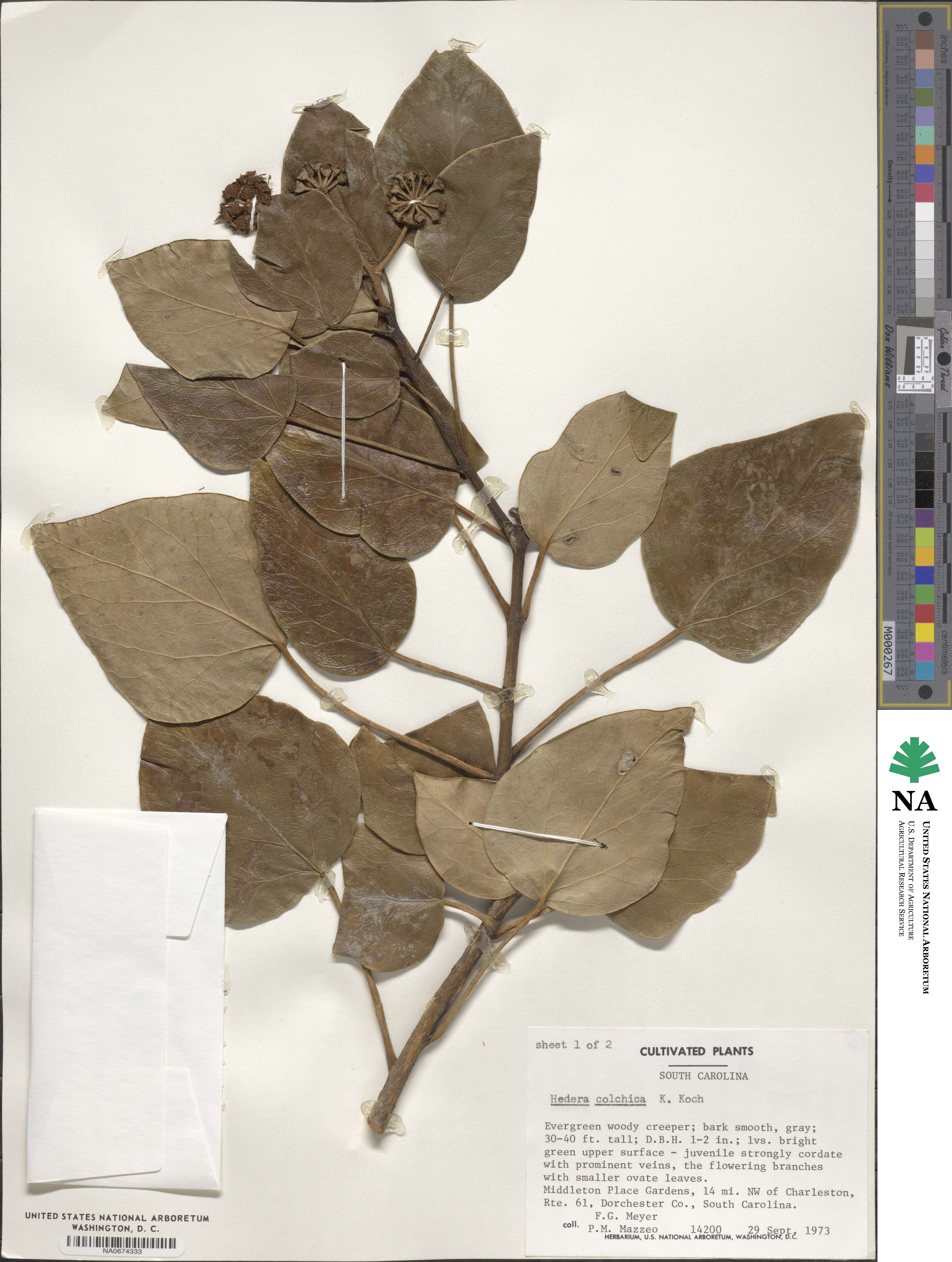 Hedera colchica image