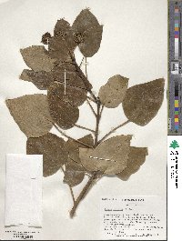 Hedera colchica image